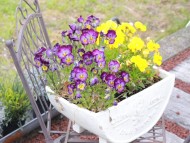 Miniature_Dachshund_8472