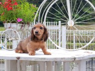 Miniature_Dachshund_8482 (1) Miniature_Dachshund_8482 (1)