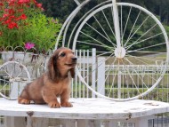 Miniature_Dachshund_8490 (1)