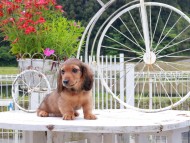 Miniature_Dachshund_8497 (1)