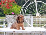 Miniature_Dachshund_8501 (1)