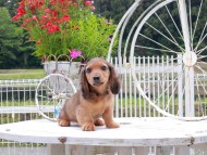 Miniature_Dachshund_8506 (1)