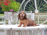 Miniature_Dachshund_8518