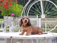 Miniature_Dachshund_8523