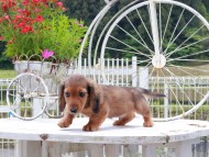 Miniature_Dachshund_8527 Miniature_Dachshund_8527