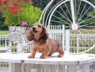 Miniature_Dachshund_8528