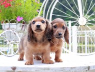 Miniature_Dachshund_8687