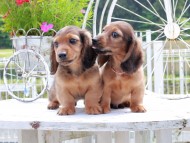 Miniature_Dachshund_8696