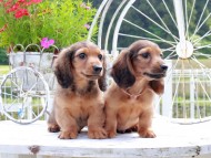 Miniature_Dachshund_8706