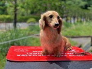 Miniature_Dachshund_8768