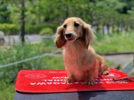 Miniature_Dachshund_8770 Miniature_Dachshund_8770