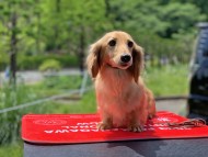 Miniature_Dachshund_8773