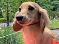 Miniature_Dachshund_8780 Miniature_Dachshund_8780