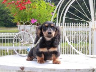 Miniature_Dachshund_8921