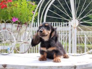 Miniature_Dachshund_8937 Miniature_Dachshund_8937