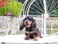 Miniature_Dachshund_8940