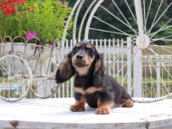 Miniature_Dachshund_8952