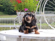 Miniature_Dachshund_8954