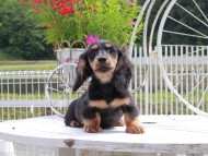 Miniature_Dachshund_8955