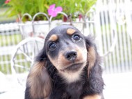 Miniature_Dachshund_8966