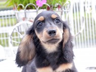 Miniature_Dachshund_8976