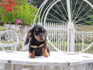Miniature_Dachshund_8982 Miniature_Dachshund_8982