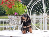 Miniature_Dachshund_8987 Miniature_Dachshund_8987
