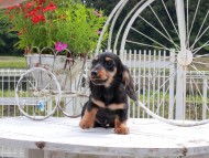 Miniature_Dachshund_8989 Miniature_Dachshund_8989