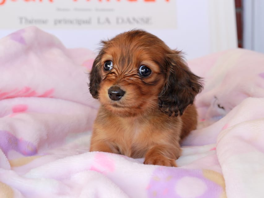 ミニチュアダックスフンド ポポ&ジェットの子犬 シェーデットレッド 女の子（1）