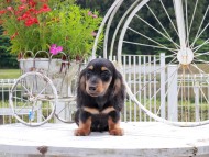 Miniature_Dachshund_9001