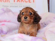 Miniature_Dachshund_9003