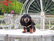 Miniature_Dachshund_9005 Miniature_Dachshund_9005