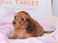 Miniature_Dachshund_9016 Miniature_Dachshund_9016