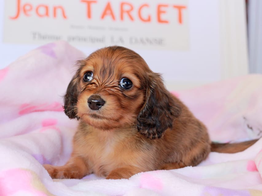 ミニチュアダックスフンド ポポ&ジェットの子犬 シェーデットレッド 女の子（1）