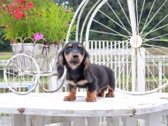Miniature_Dachshund_9026