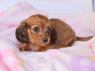 Miniature_Dachshund_9028 Miniature_Dachshund_9028
