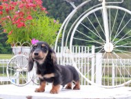 Miniature_Dachshund_9034 Miniature_Dachshund_9034
