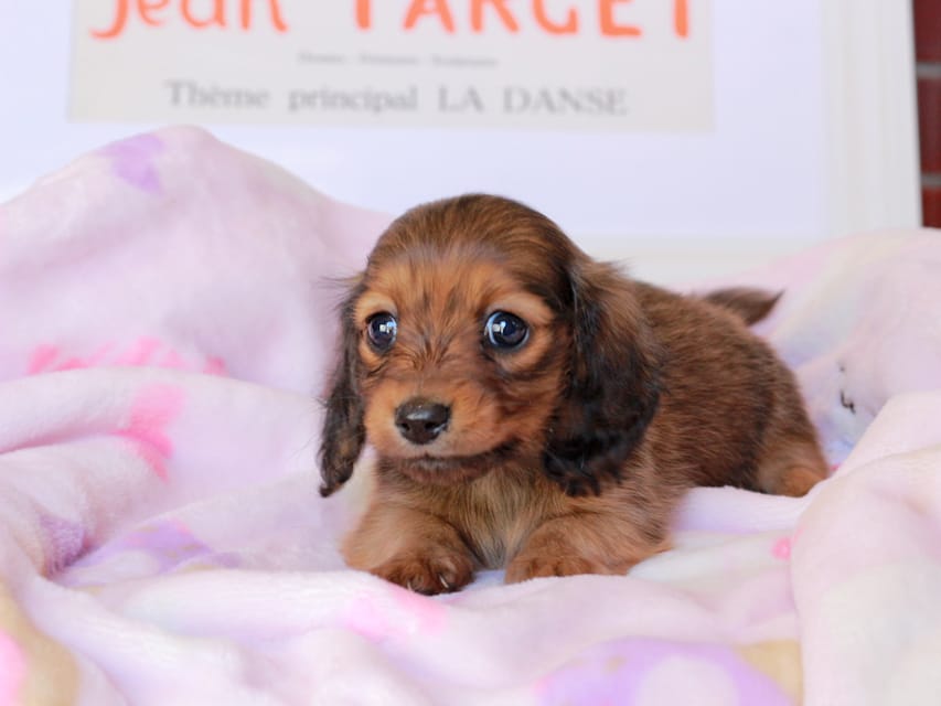 ミニチュアダックスフンド ポポ&ジェットの子犬 シェーデットレッド 女の子(2)Miniature_Dachshund_9035 ミニチュアダックスフンド ポポ&ジェットの子犬 シェーデットレッド 女の子(2)