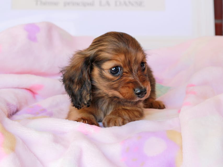 ミニチュアダックスフンド ポポ&ジェットの子犬 シェーデットレッド 女の子(2)Miniature_Dachshund_9037 ミニチュアダックスフンド ポポ&ジェットの子犬 シェーデットレッド 女の子(2)
