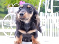Miniature_Dachshund_9044