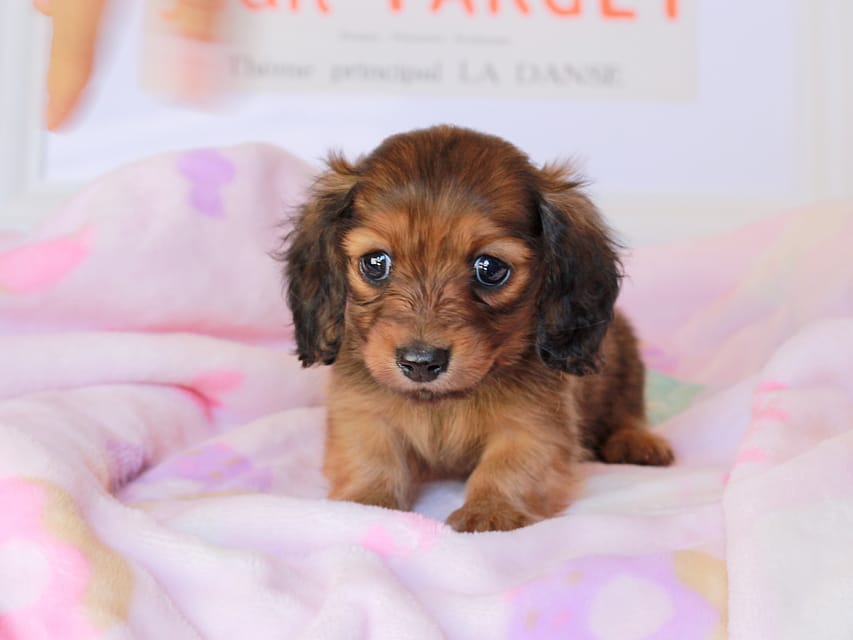 ミニチュアダックスフンド ポポ&ジェットの子犬 シェーデットレッド 女の子(2)Miniature_Dachshund_9047 ミニチュアダックスフンド ポポ&ジェットの子犬 シェーデットレッド 女の子(2)