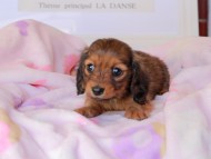 Miniature_Dachshund_9051