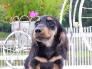 Miniature_Dachshund_9057
