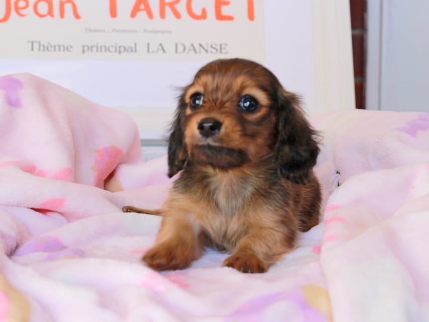 ミニチュアダックスフンド ポポ&ジェットの子犬 シェーデットレッド 女の子(2)Miniature_Dachshund_9058 ミニチュアダックスフンド ポポ&ジェットの子犬 シェーデットレッド 女の子(2)