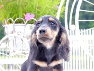 Miniature_Dachshund_9062