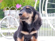 Miniature_Dachshund_9063 Miniature_Dachshund_9063