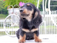 Miniature_Dachshund_9066