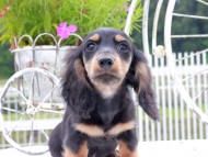 Miniature_Dachshund_9068 Miniature_Dachshund_9068