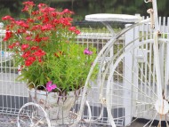 Miniature_Dachshund_9071