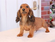 Miniature_Dachshund_9206